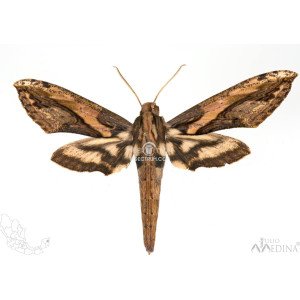 XYLOPHANES CERATOMIODES